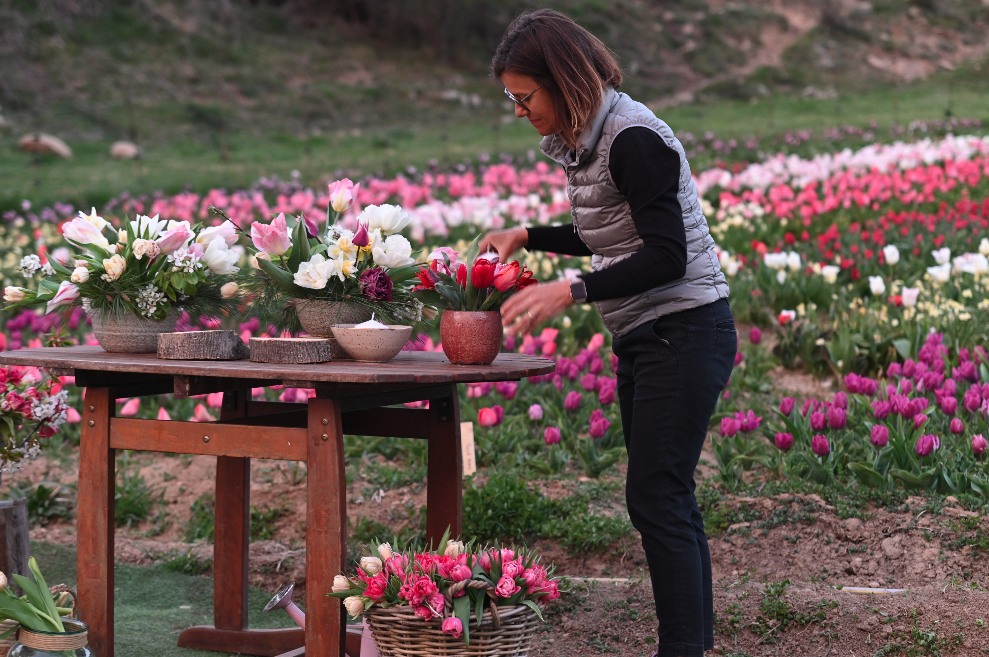 Floración tulipanes en España