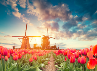 Ruta por los tulipanes en Holanda