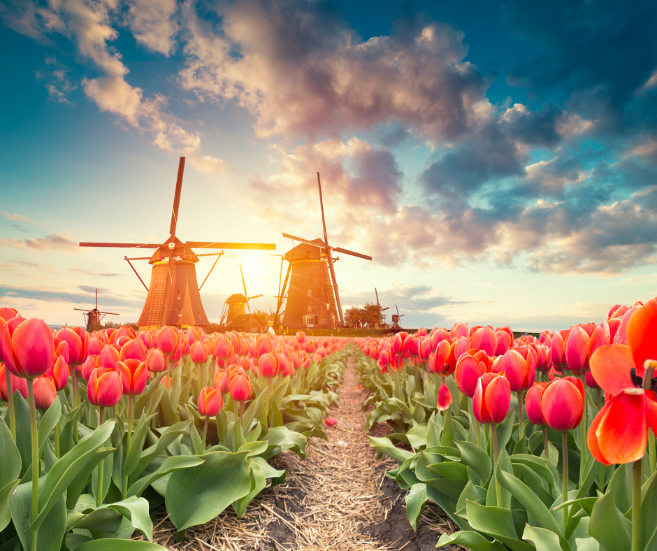Ruta por los tulipanes en Holanda
