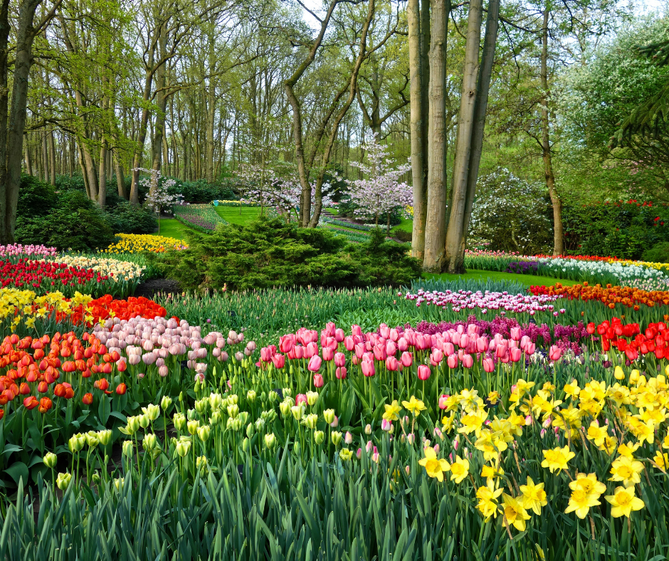 Keukenhof, jardín de tulipanes en Holanda