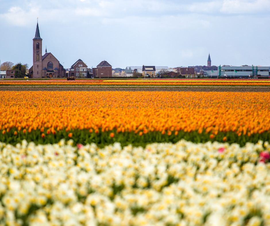 Lisse, localidad de cultivo de tulipán