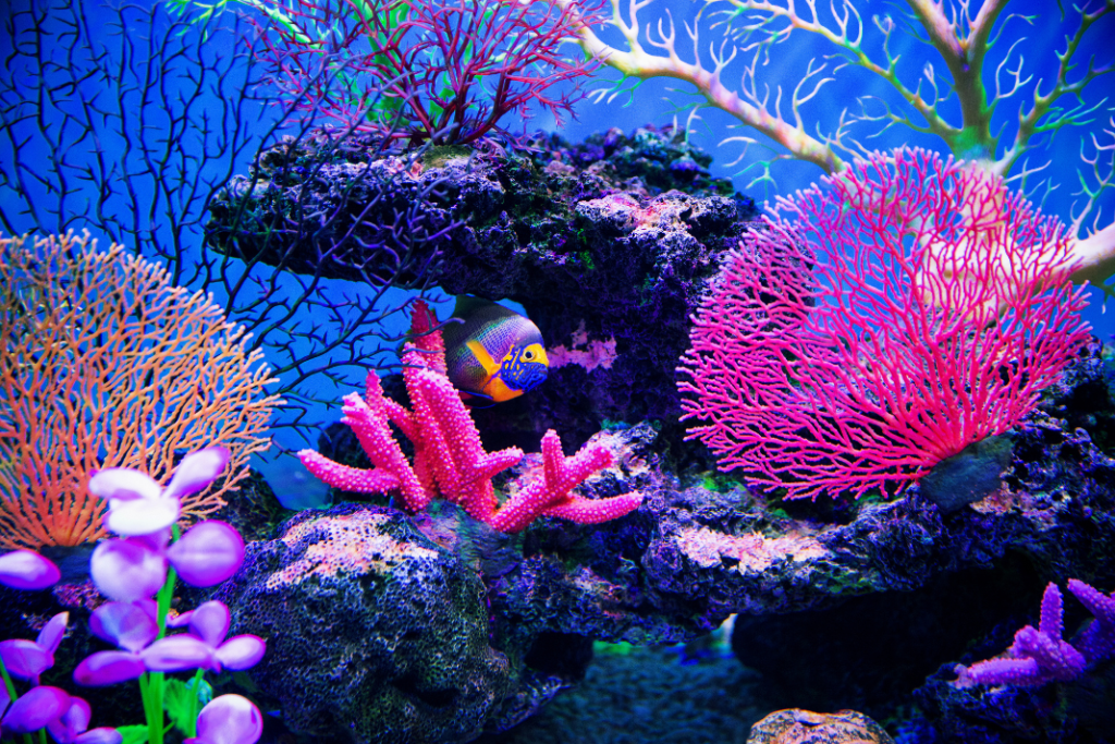 arrecifes Día Mundial de los Océanos.