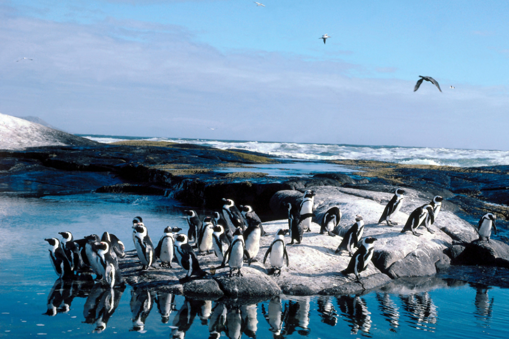 pinguinos Día Mundial de los Océanos.
