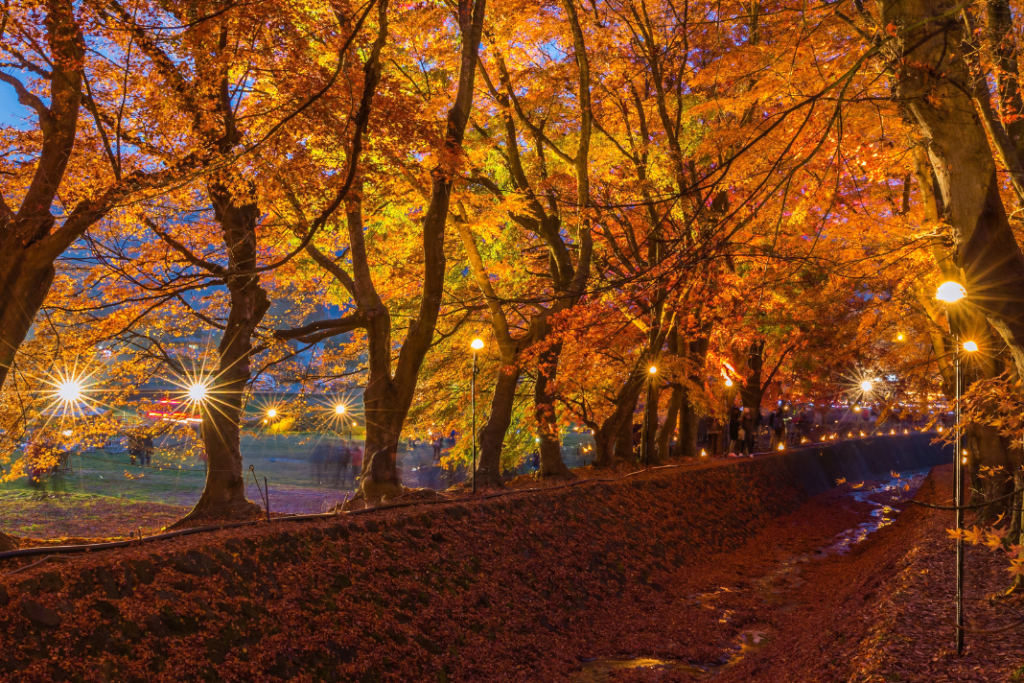 “Momiji”, la increíble metamorfosis de los bosques japoneses en otoño. 
