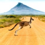 Canguros en Australia