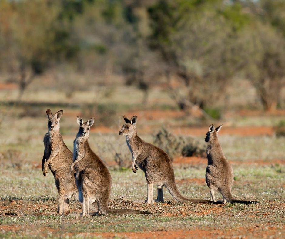 Manada de Canguros en Australia