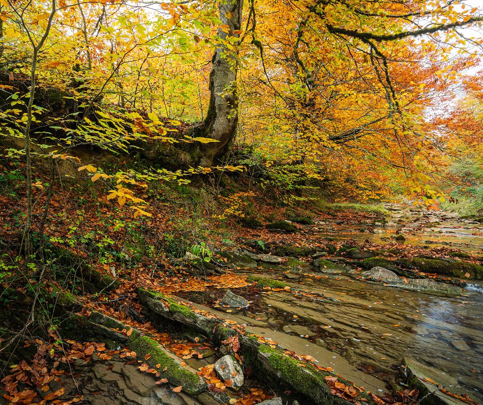 Bosque Irati, Europa en otoño